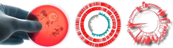 bacterialPlate_Genome_Tree