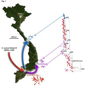 Phylogeny of Vietnamese S. sonnei and map of Vietnam, showing the inferred path of evolution and geographical spread.