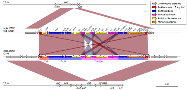 Acquired multidrug resistance in Typhi H58
