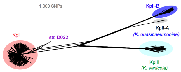 Kp_pop_network