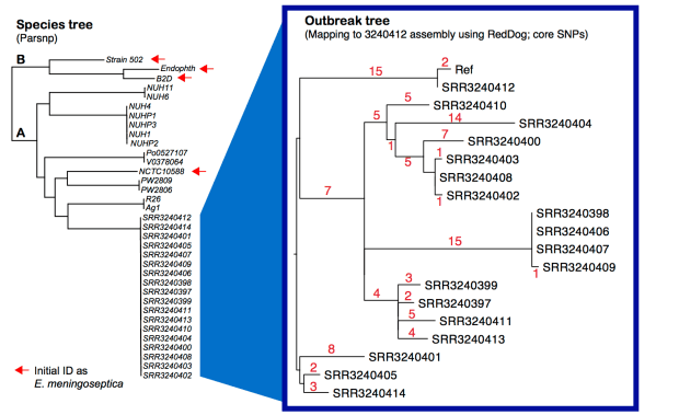 SpeciesTree_OutbreakTree2