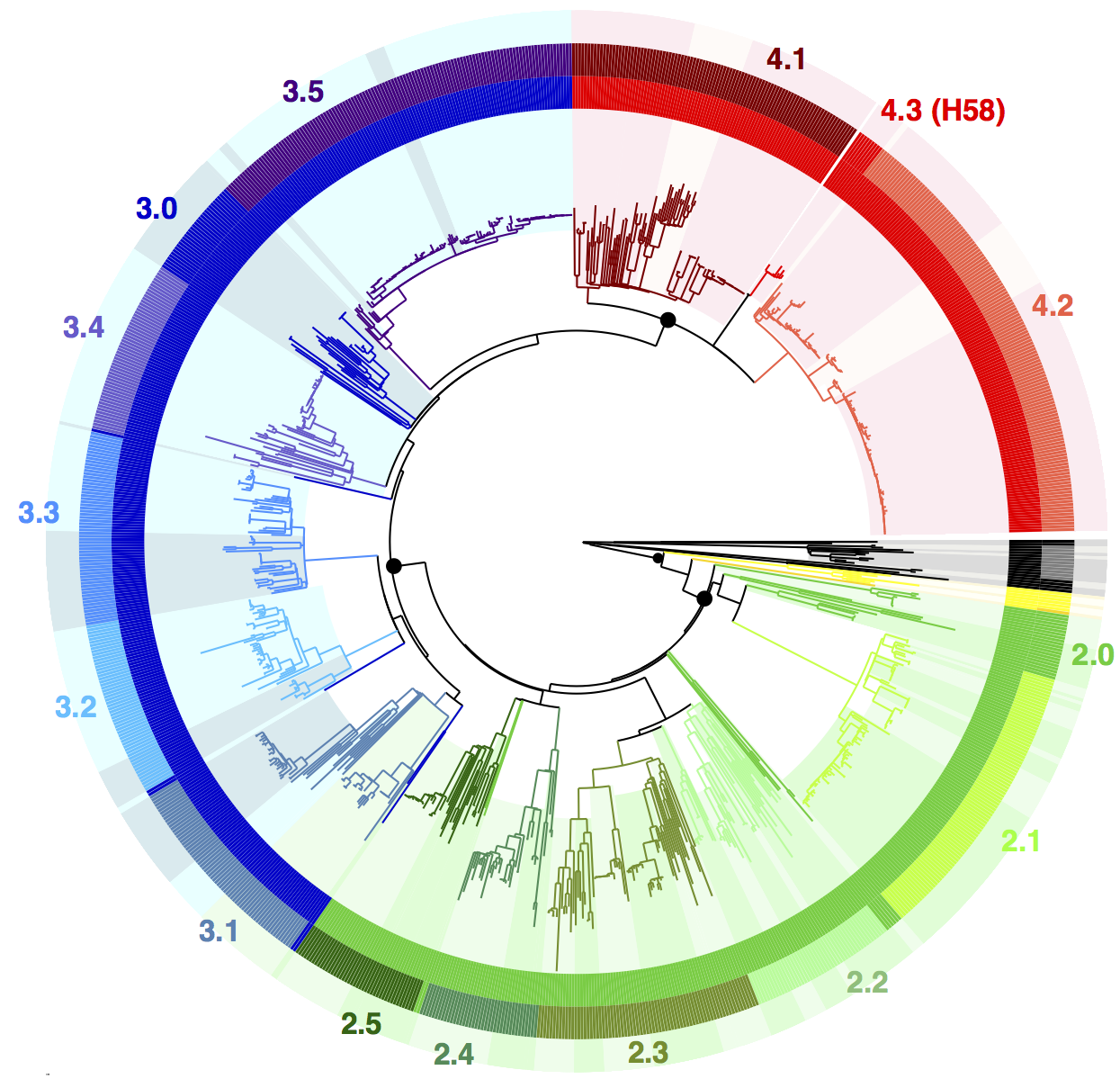 Fig1_noH58_clade_colours_subcladebg_190515_labelled_ED.png
