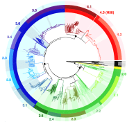 Fig1_noH58_clade_colours_subcladebg_190515_labelled_ED