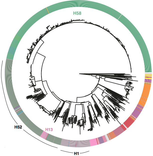 FigS1_GlobalTreeColouredByHgroups